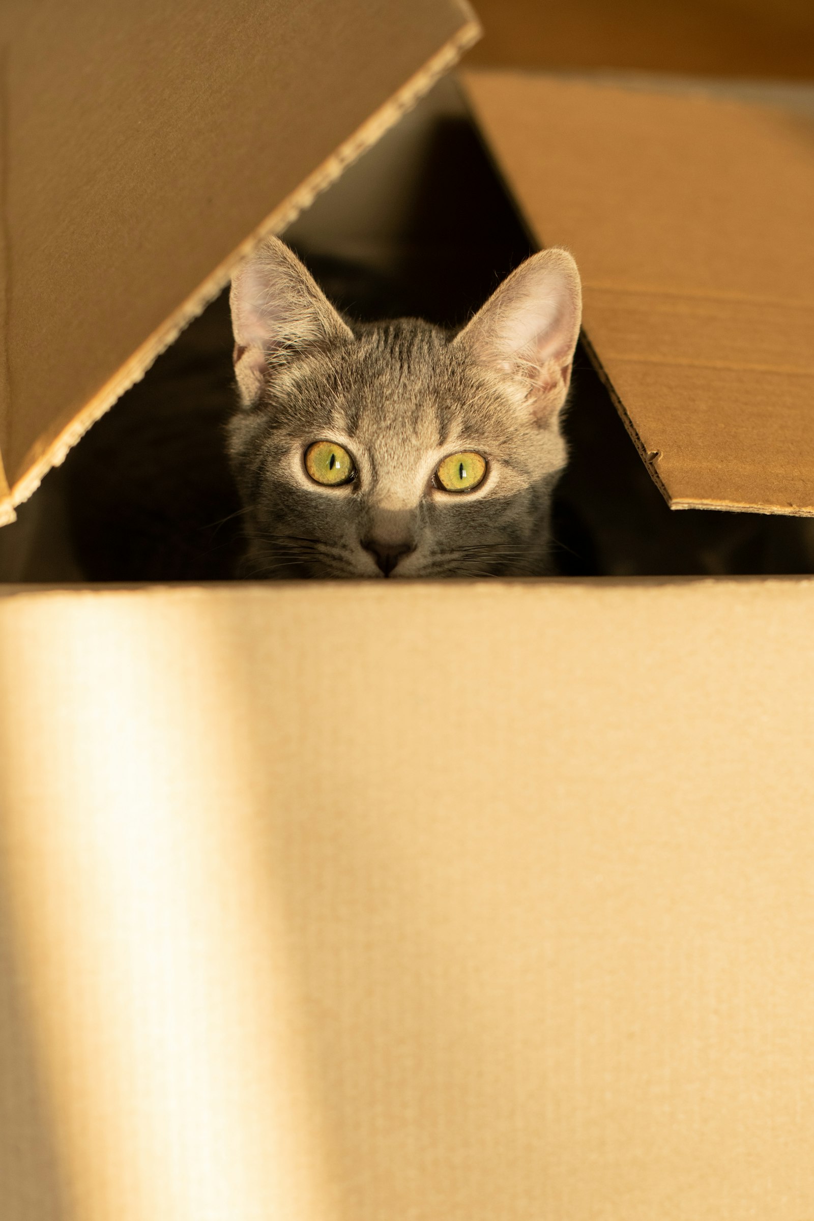 Gato asomado desde una caja de cartón de delivery