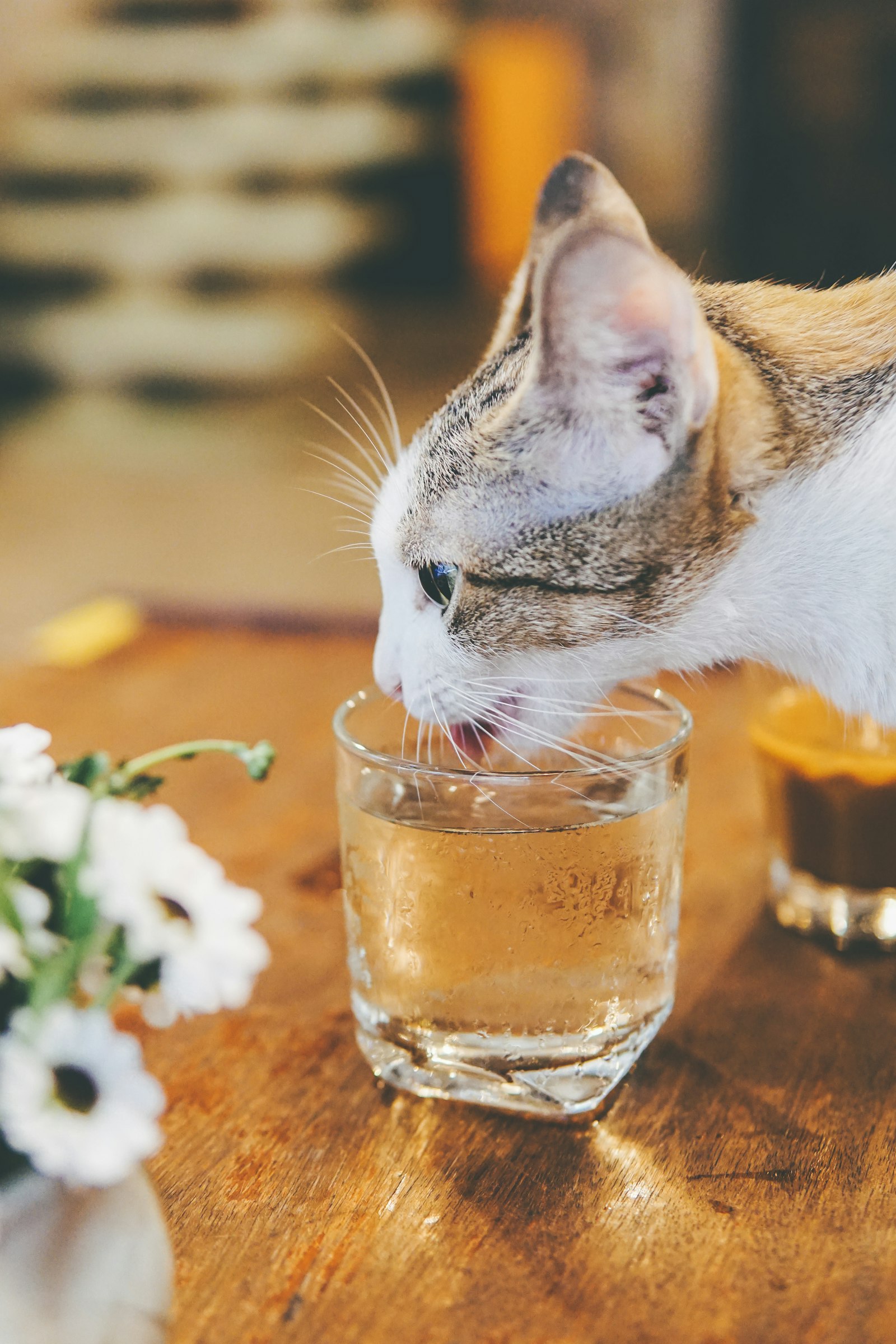 Gato tomando agua de un vaso de vidrio, con la lengua afuera